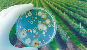 La revolución biológica toma fuerza en los campos de América Latina -  Redagrícola