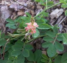 Image result for Indigofera spicata