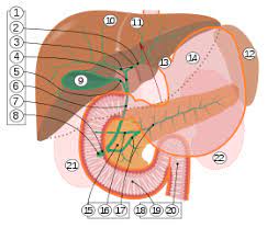 Последната промяна на страницата е извършена на 11 май 2020 г. Major Duodenal Papilla Wikipedia