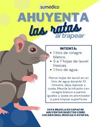 🚫🐭 ¡Despídete de las ratas y los insectos de forma natural! 🌿 La mezcla  de laurel y vinagre para trapear deja un aroma fresco y ahuyenta roedores  sin químicos tóxicos 🧴✨. #remedioscaseros #