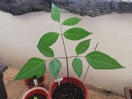 Image result for Gonatopus