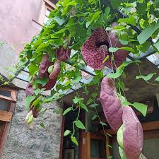 Image result for Aristolochia littoralis