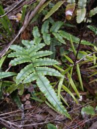 Image result for Blechnum punctulatum