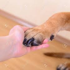 The good news is that. Big Dog Paw In Human Hand Closeup Stock Photo Picture And Royalty Free Image Image 51006343