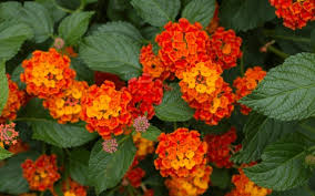 Click on the link on the top of each column to see more details on the toxic parts of the plant, why it is poisonous to dogs and related symptoms. Is Citronella Plant Toxic To Dogs