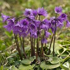 Image result for Streptocarpus glandulosissimus