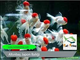 Japon Baligi Altinbas Youtube