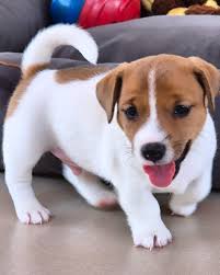 JACK JOHN KENNEL 💎 FRANCA SP 🌎 ✈️ Um filhote macho de 40 dias, pelo  curto, com pedigree CBKC e FCI. Nesta idade, ele está em fase crucial de  socialização e desenvolvimento.