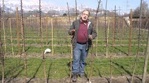 Read on to learn how to prune your fruit trees! How To Prune Malini Columnar Apple Trees Youtube