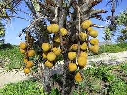 Image result for Hyphaene coriacea