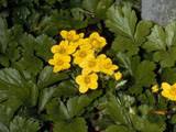 6 torn fresh basil leaves. Waldsteinia Fragarioides Appalachian Barren Strawberry Native Plants Of North America