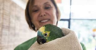 Montgomery County authorities rescue 240 animals, including tortoises;  conditions in home 'deplorable'