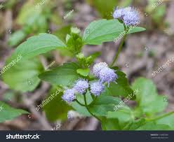 Image result for Adenostemma