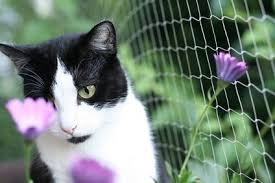 Does the cat sneeze, for example, only when it uses the litter box, or after you've cleaned the house? The Sneeze Why Is Your Cat Sneezing Vetwest Animal Hospitals