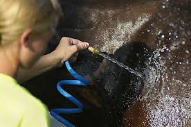 See 4-H in action at Newaygo County Agricultural Fair