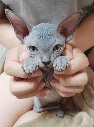 This Super Cute Sphynx Kitten Cute Hairless Cat Kittens Cutest Cute Animals