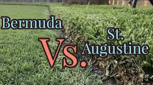 The anchorage inn, in st. Bermudagrass Vs St Augustinegrass Warm Season Turf Youtube
