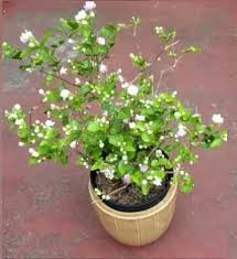 Plant the jasmine bush a few inches away from the bottom of the trellis. How To Grow Jasmine In Containers
