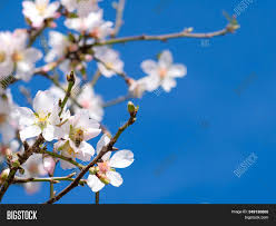 Flowering almond is a large shrub or small tree with bright pink flowers. White Almond Flowers Image Photo Free Trial Bigstock