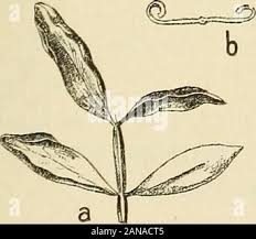 Image result for Lannea schimperi