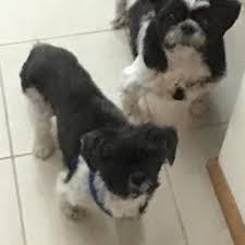Maybe you would like to learn more about one of these? Testimonials Glastonbury Ct Manchester Ct South Windsor Ct Mgb Pet Sitters Llc