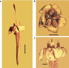 We did not find results for: An Asterid Flower From Neotropical Mid Tertiary Amber Nature Plants