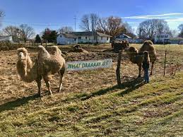 Running standalone is as simple just to create a camelcontext, add routes and start it. Camels Of Avon Macomb Area Convention And Visitors Bureau