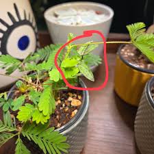 Image result for Mimosa mossambicensis