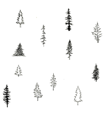 Https Www Mrskilcup Com Shop Pine Tree Sketch Pine Tree Drawing Tree Drawing Simple Pine Tree Tattoo