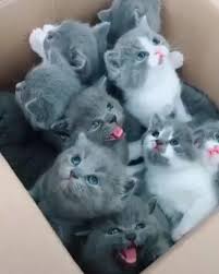 Top 5 Cat Videos We Saw On Instagram This Week Kittens Cutest Cute Animals Cute Baby Animals