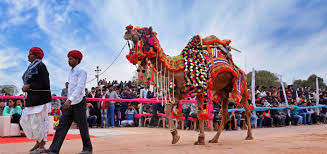 Tour the national research center on camel located at jorbeer in bikaner, rajasthan, india with rajasthan holiday on your bikaner tourist attraction tour. Bikaner Camel Breeding Farm Camel Breeding Farm And Research Centre National Research Centre On Camels Bikaner