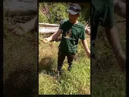 Kalau dibiarkan bebas bisa setinggi 6 m, akar sedalam 4,7 m. Rumput Mata Lalat Khasiat Untuk Lelaki Youtube