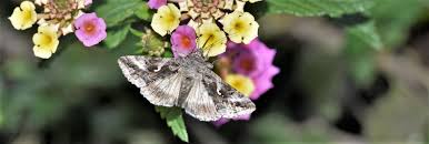Image result for Autographa gamma