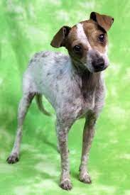 Adopt Eliza On Petfinder Canine Companions Help Homeless Pets Homeless Pets