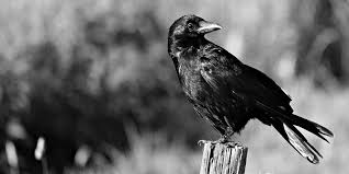 The ravencoin project began in 2018 as a fork of bitcoin. Vulnerability Inflation Hackers Increase Ravencoin Rvn Existing Supply By 5 Kryptokumpel De