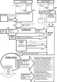 Flow Chart Of Atp Synthesis Biology Lessons Teaching