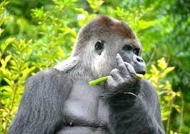 Check out our guide on gaia zoo in maastricht so you can immerse yourself in what maastricht has situated in kerkrade, this apartment building is within 1 mile (2 km) of gaia zoo and ehrenstein castle. Enttauschend Fur Den Den Preis Gaiazoo Kerkrade Reisebewertungen Tripadvisor