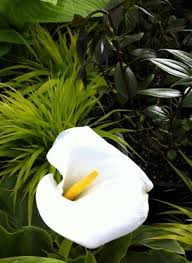 Image result for Zantedeschia aethiopica