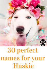 Whether welcoming a new puppy from a family litter, or adopting. 340 Girl Dog Names A Z Labrottie Com Dog Names Girl Dog Names Funny Dog Names