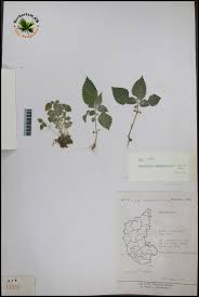 Image result for Lecanthus peduncularis