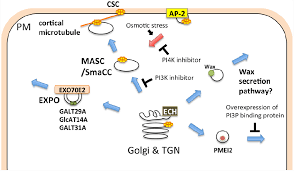 The cell membrane has pulled away from the cell wall. Frontiers Roles Of Membrane Trafficking In Plant Cell Wall Dynamics Plant Science