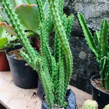 How to encourage more blooming. Stinky Succulent Cactus Live Plant Shopee Philippines