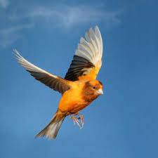 Ideal for decorating a room, living room, kitchen, an office, commercial premises, etc. Download Gambar Burung Kenari Wallpaper 25 Gambar Wallpaper Burung Kenari Richi Wallpaper Png Download Gam In 2021 Macbook Desktop Hp Android Imac Desktop