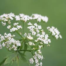 Image result for Berula erecta