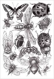 Black And White Insect Drawings Patterns And Designs Insect Art Drawings Art Drawings