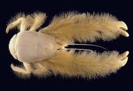 Alvin's Animals - Previously unknown species discovered