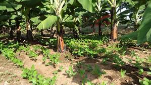 Advantages of Inter-cropping a Plantain Field