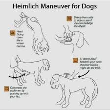 Pin By Erica Ennis On Animals In 2020 Heimlich Maneuver For Dogs Heimlich Maneuver Dog Hacks