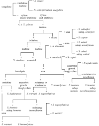 Comparison Of Methods For The Identification Of Coagulase