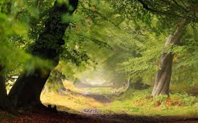 The terms and conditions to continue the installation. 3d Forest Wallpaper Images Desktop Free Download